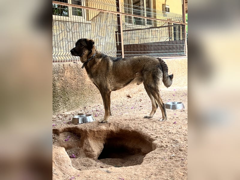  Askan, sanfter Rüde sucht Zuhause