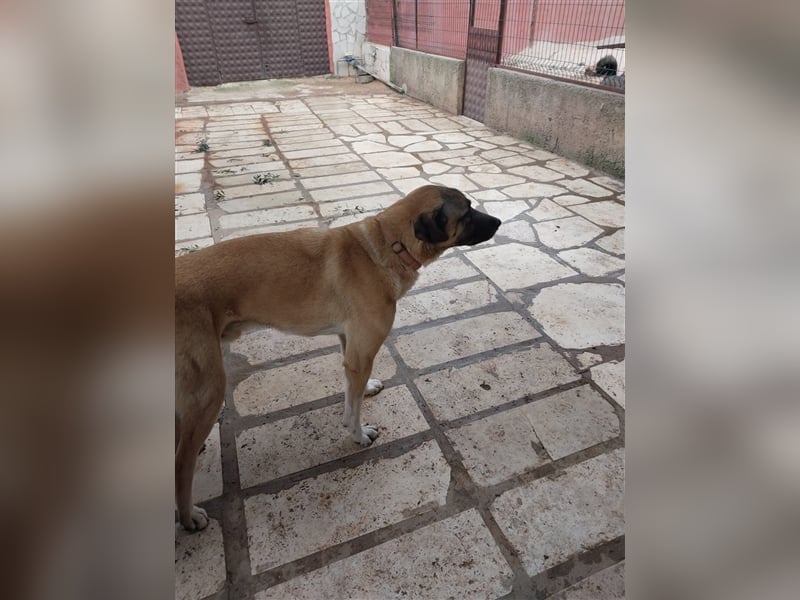 Akela sucht sein zu Hause