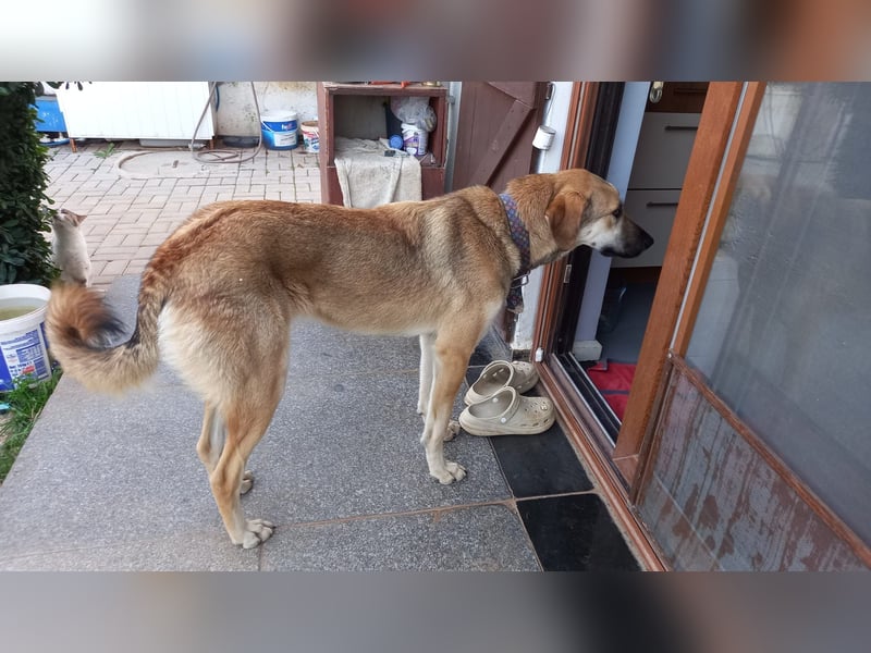  Kira – junge Hündin mit Herz