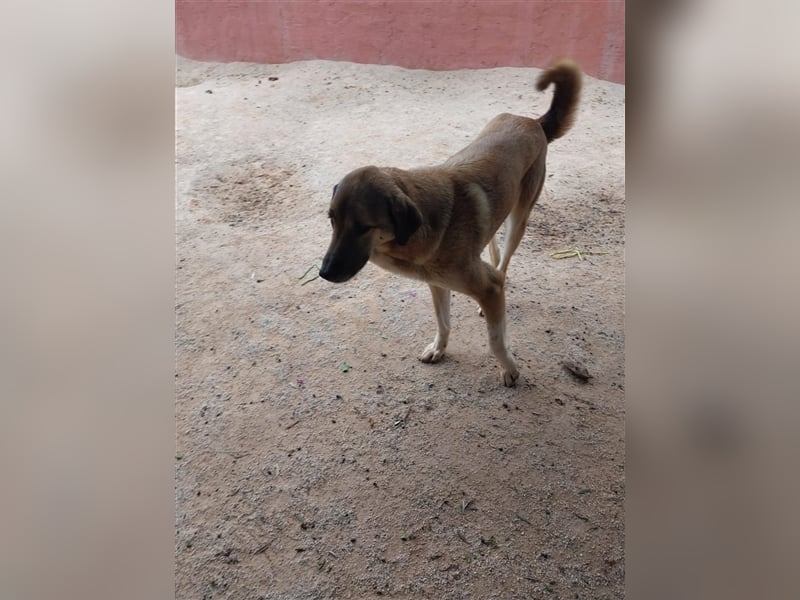 Mogli sucht seine Menschen