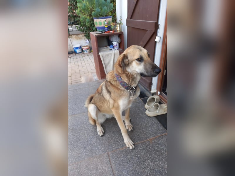  Kira – junge Hündin mit Herz