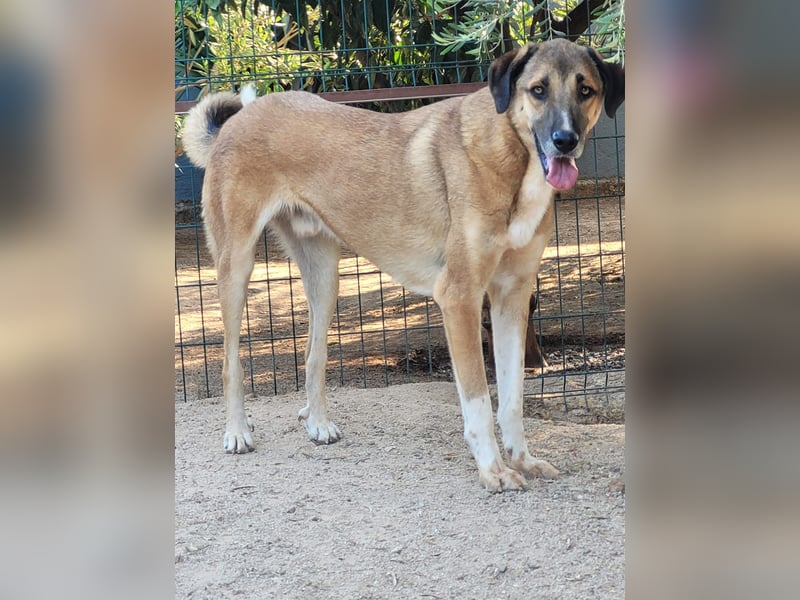 Mogli sucht ein zu Hause