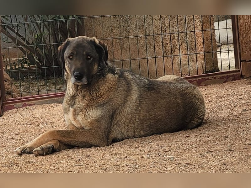  Askan, sanfter Rüde sucht Zuhause