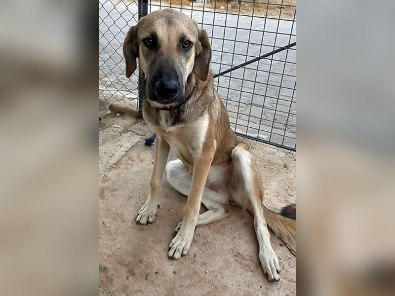  Kira – junge Hündin mit Herz