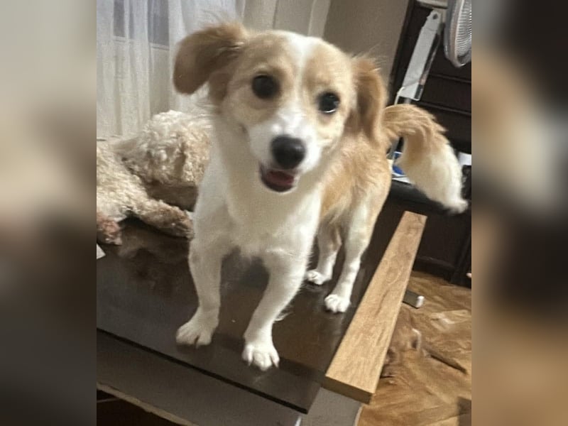 Polly - hübsche Hündin sucht Körbchen