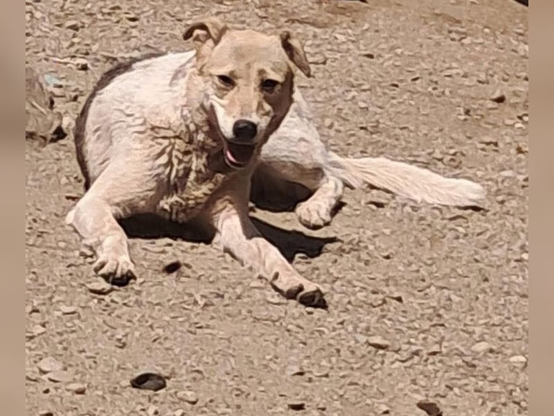 Darcy - seit vier Jahren wartet sie auf ihr Glück