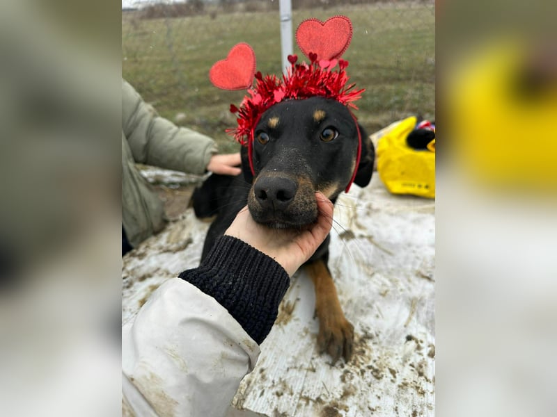 Merle, zarte Schönheit sucht Körbchen
