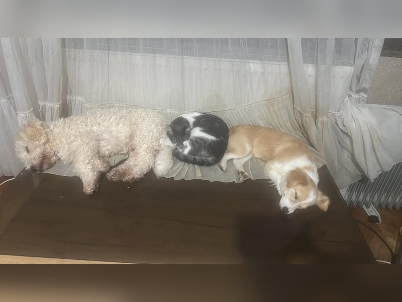 Polly - hübsche Hündin sucht Körbchen