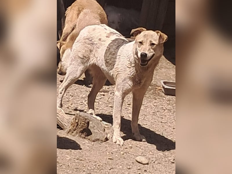 Darcy - seit vier Jahren wartet sie auf ihr Glück