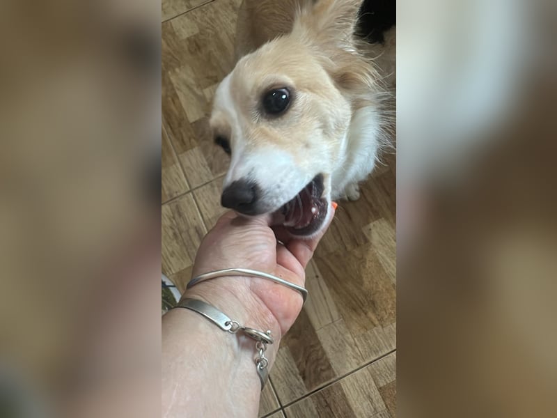 Polly - hübsche Hündin sucht Körbchen