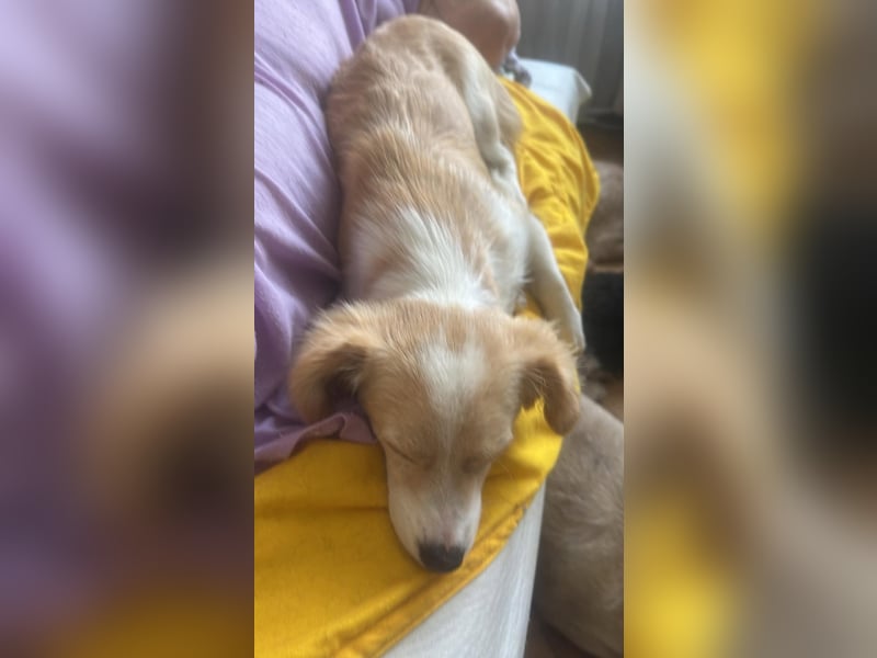 Polly - hübsche Hündin sucht Körbchen