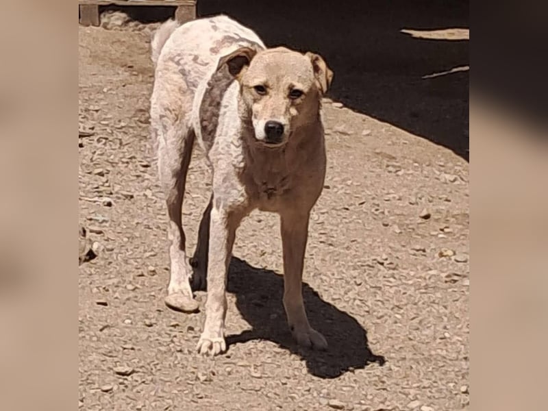 Darcy - seit vier Jahren wartet sie auf ihr Glück
