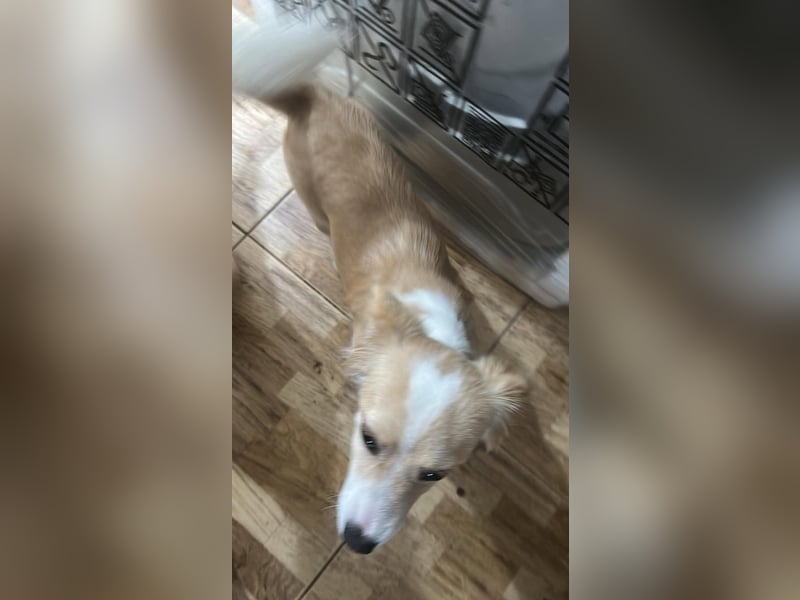 Polly - hübsche Hündin sucht Körbchen