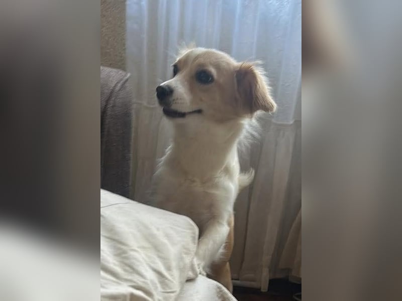 Polly - hübsche Hündin sucht Körbchen