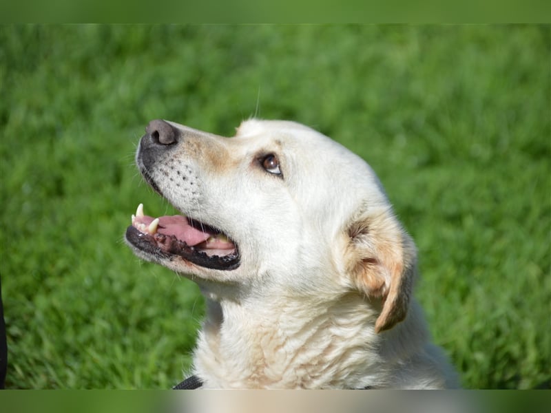 Delia - verschmuste Begleiterin