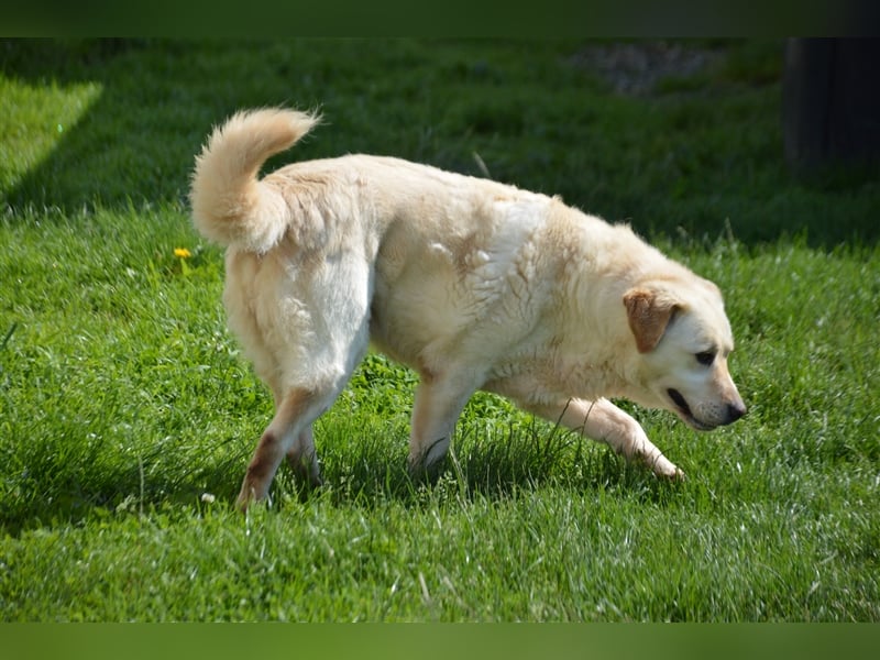 Delia - verschmuste Begleiterin