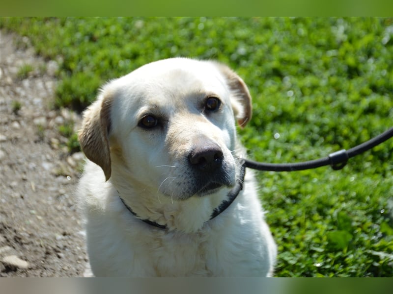 Delia - verschmuste Begleiterin