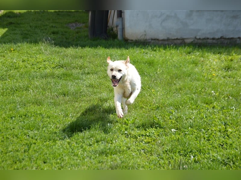 Delia - verschmuste Begleiterin