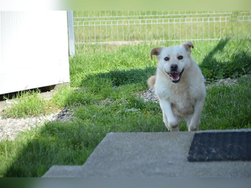 Delia - verschmuste Begleiterin