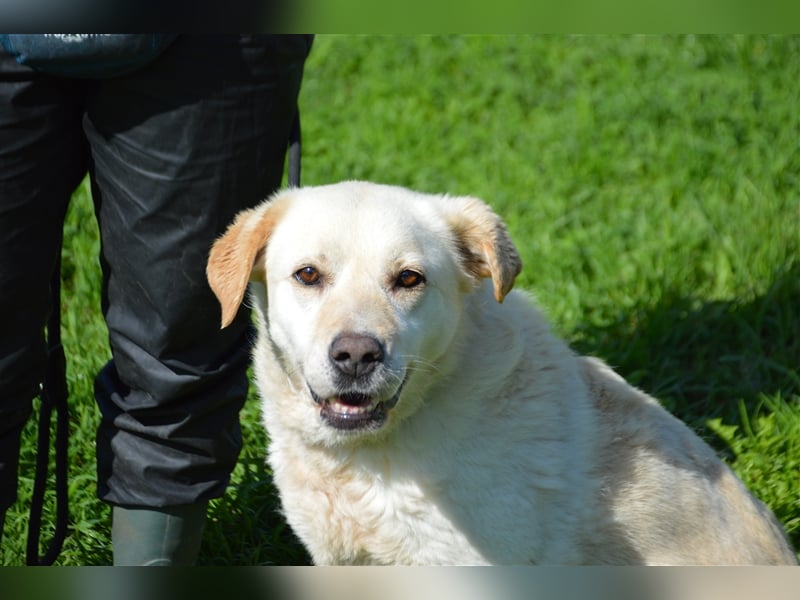 Delia - verschmuste Begleiterin