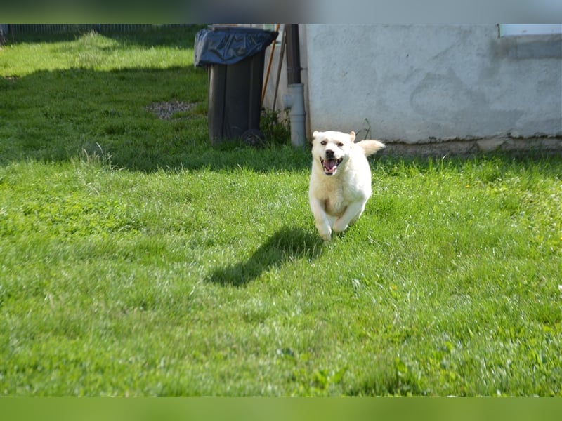 Delia - verschmuste Begleiterin
