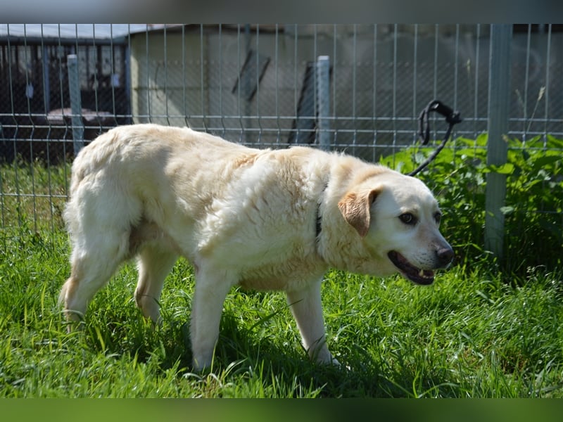 Delia - verschmuste Begleiterin