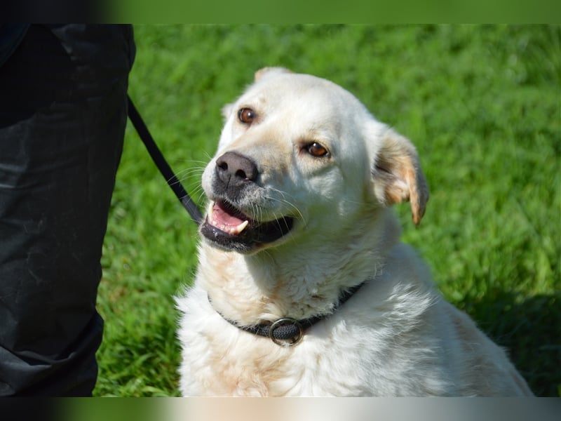 Delia - verschmuste Begleiterin