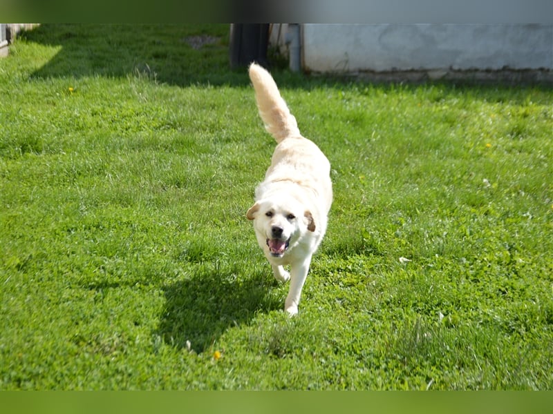 Delia - verschmuste Begleiterin