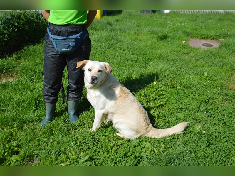 Delia - verschmuste Begleiterin