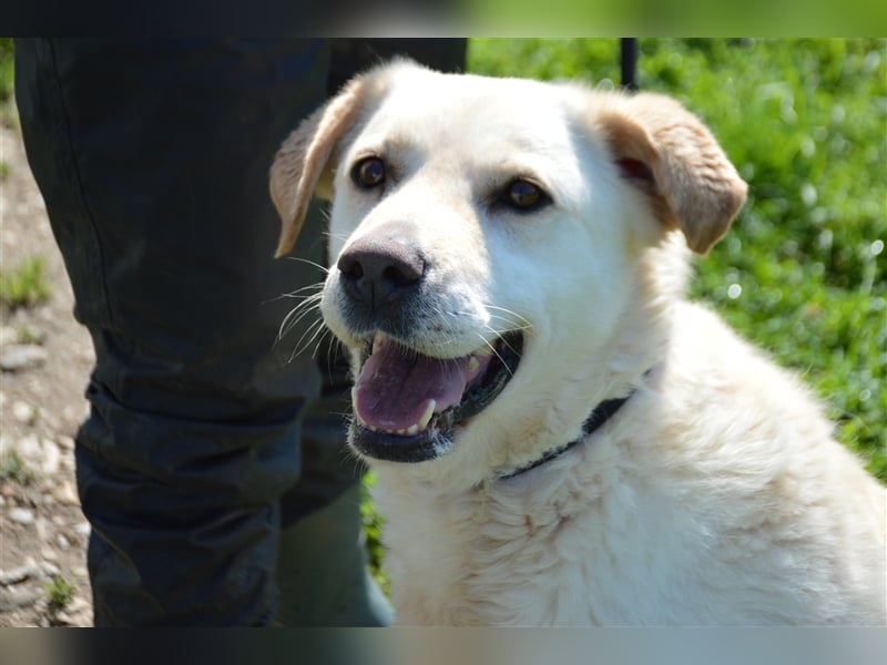 Delia - verschmuste Begleiterin