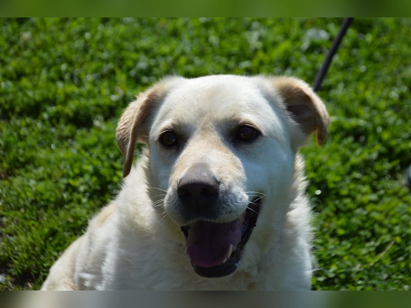 Delia - verschmuste Begleiterin