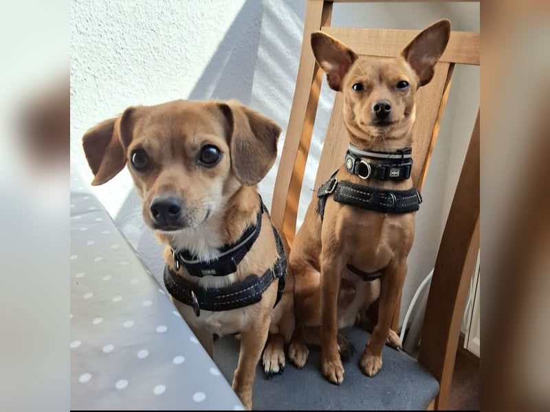 Charlie, 4 Jahre – anhänglicher Jack-Russell-Rehpinscher-Mix sucht Zuhause ❤️