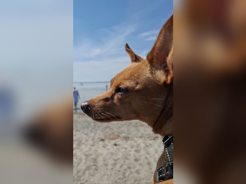 Charlie, 4 Jahre – anhänglicher Jack-Russell-Rehpinscher-Mix sucht Zuhause ❤️