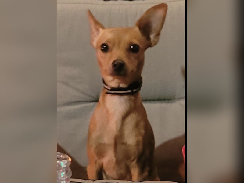 Charlie, 4 Jahre – anhänglicher Jack-Russell-Rehpinscher-Mix sucht Zuhause ❤️
