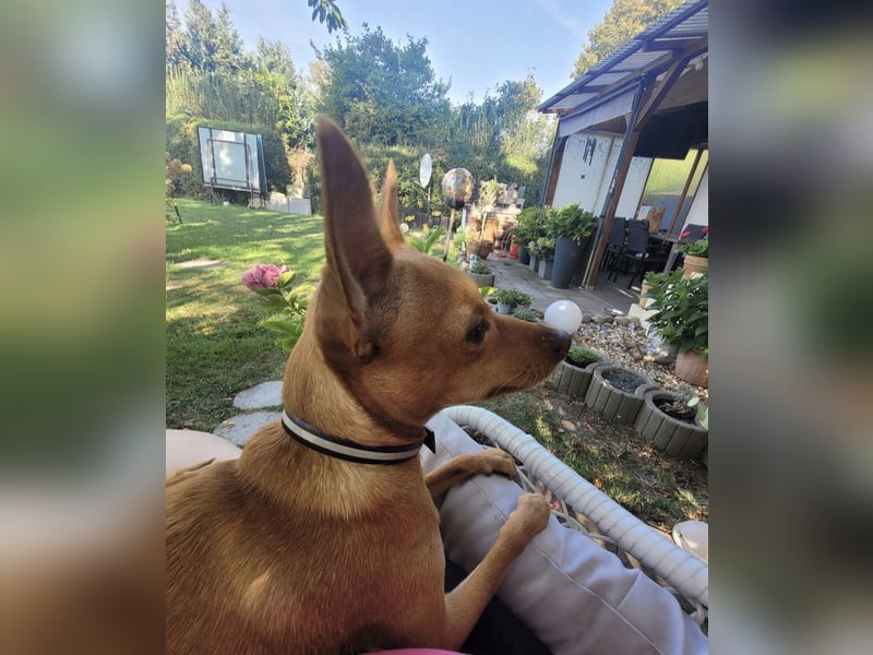 Charlie, 4 Jahre – anhänglicher Jack-Russell-Rehpinscher-Mix sucht Zuhause ❤️