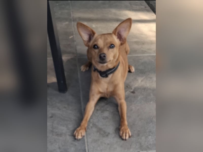 Charlie, 4 Jahre – anhänglicher Jack-Russell-Rehpinscher-Mix sucht Zuhause ❤️