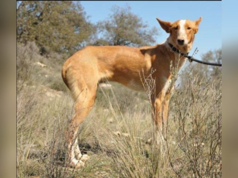  Schüchterner BRODY sucht ein Heim