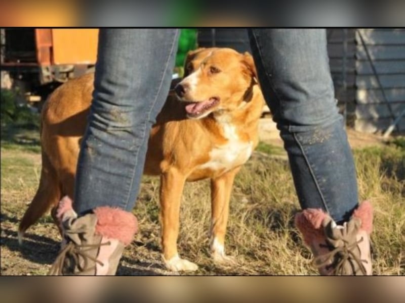 Schüchterne GLORIA sucht ein Heim