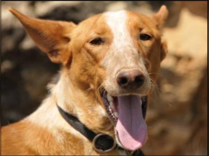  Schüchterner BRODY sucht ein Heim