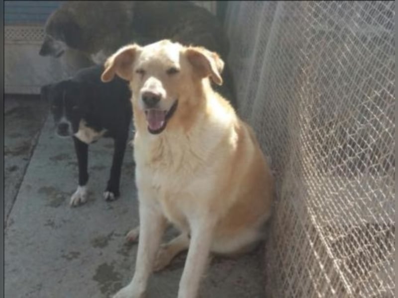 Buzzi sucht ein Zuhause