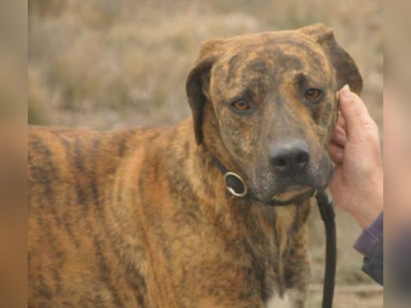 BOLDO sucht auch ein Zuhause