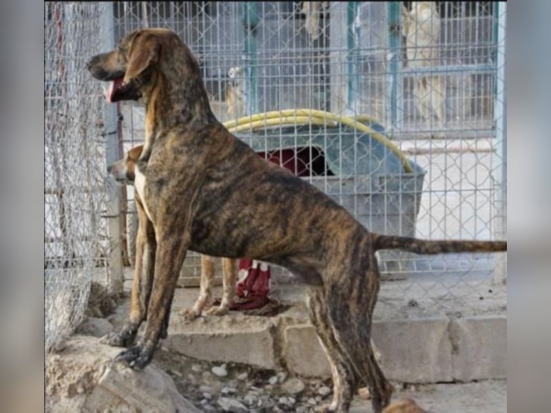 BOLDO sucht auch ein Zuhause