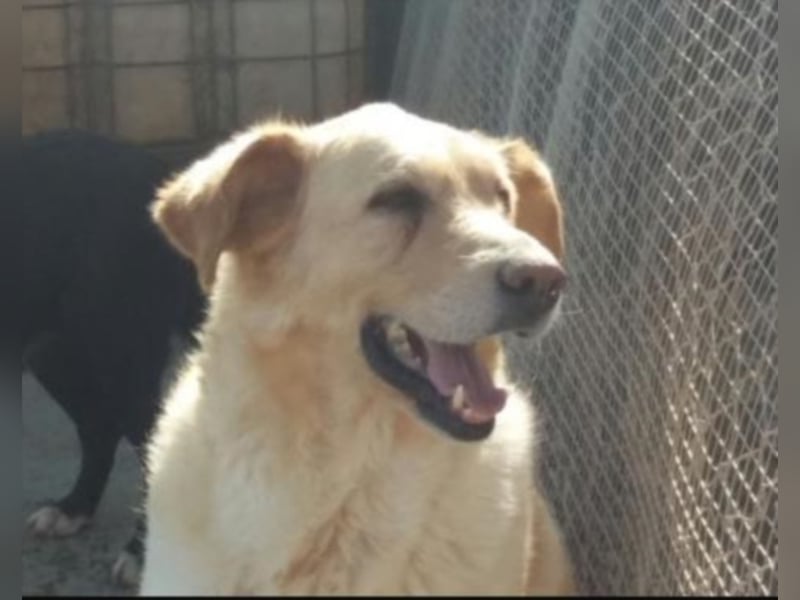 Buzzi sucht ein Zuhause