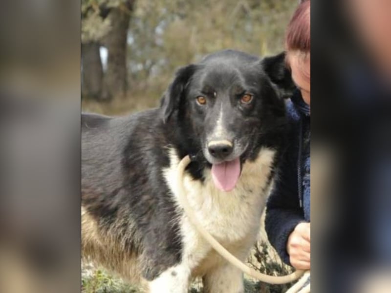 Oktavi sucht ein Heim 