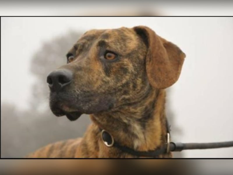 BOLDO sucht auch ein Zuhause