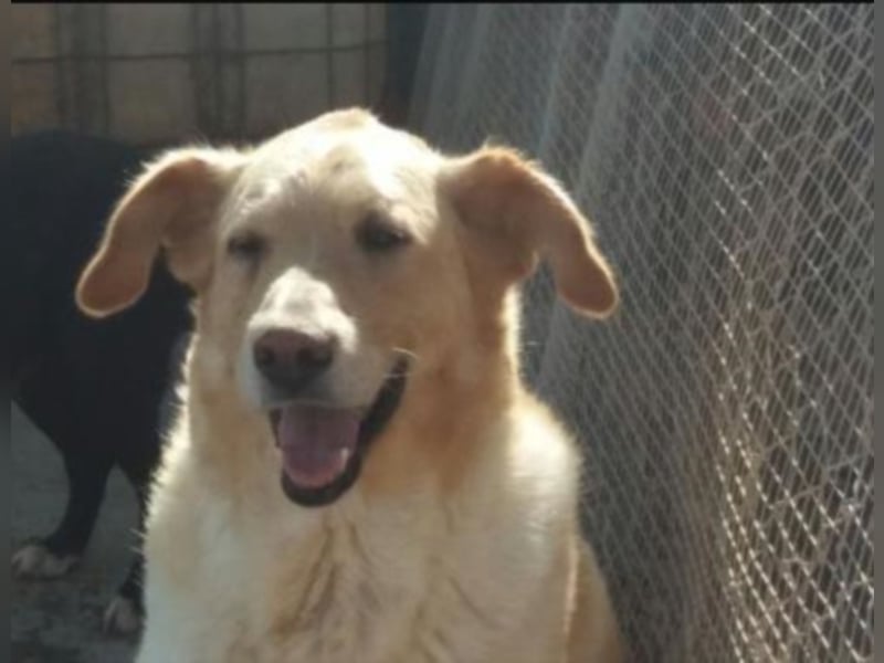 Buzzi sucht ein Zuhause