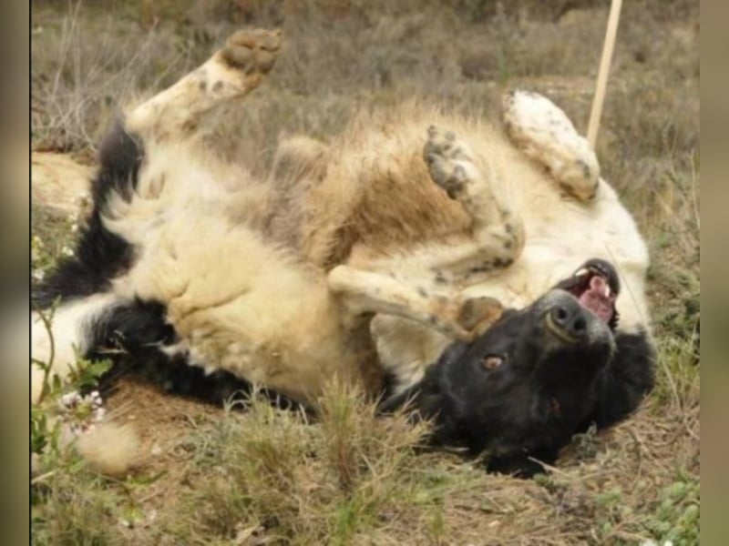 Oktavi sucht ein Heim 