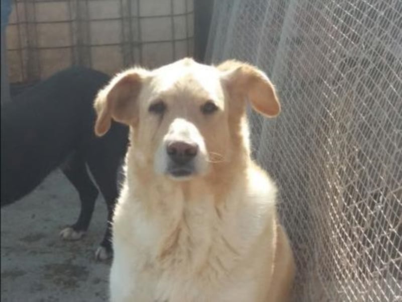 Buzzi sucht ein Zuhause