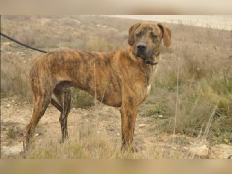 BOLDO sucht auch ein Zuhause