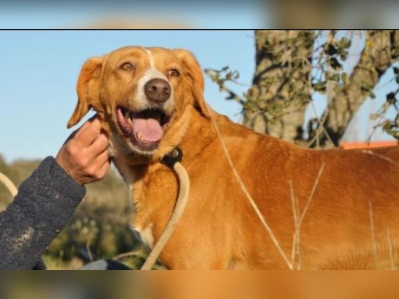 Schüchterne GLORIA sucht ein Heim